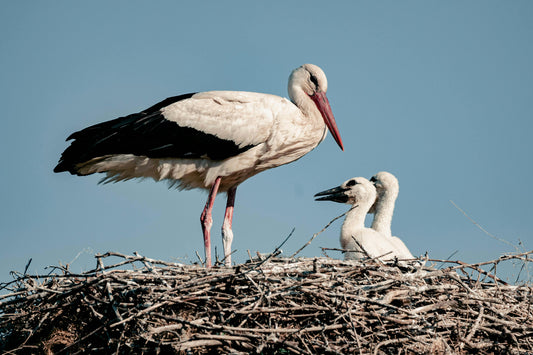 Stork Nappy Service vs. Little Droppings Nappy Service